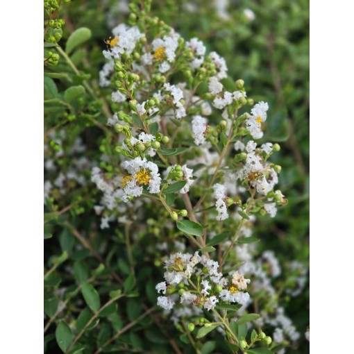 Indische Lagerströmie 'White' (Ohne Mittagssonne) (Spalier) C6