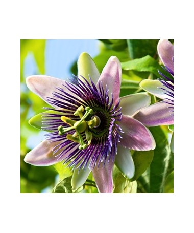 Passionsblume (Passiflora) 'Purple Haze'