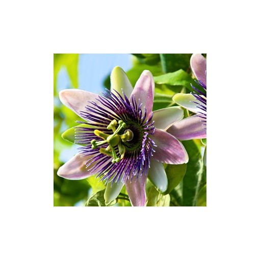 Passionsblume (Passiflora) 'Purple Haze'