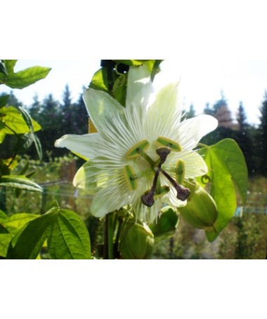 Passionsblume (Passiflora) 'Constance Elliott' P9/C1