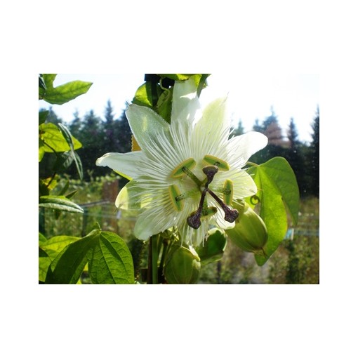 Passionsblume (Passiflora) 'Constance Elliott' P9/C1