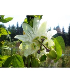 Passionsblume (Passiflora) 'Constance Elliott' P9/C1
