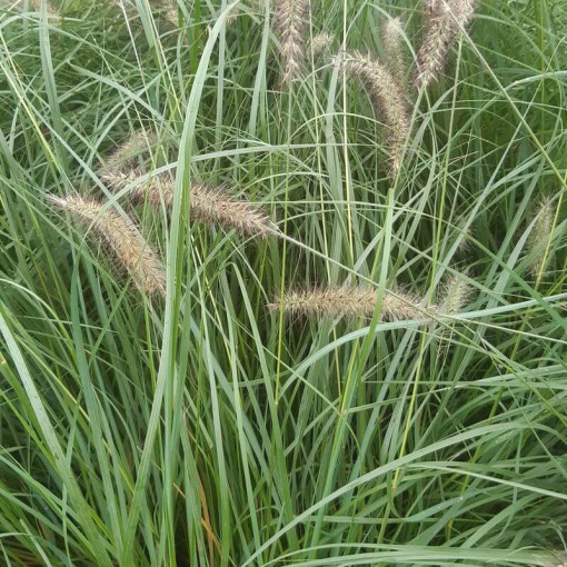 Japanisches Lampenputzergras LADY U P9/C1