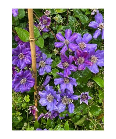 Clematis ‘Ashva’ P9/C1