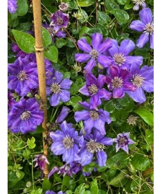 Clematis ‘Ashva’ P9/C1