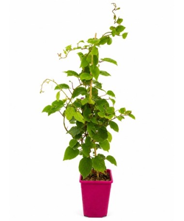 Kiwi Actinidia deliciosa Jenny SELBSTFRUCHTBAR C6