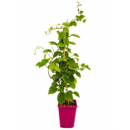 Kiwi Actinidia deliciosa Jenny SELBSTFRUCHTBAR C6