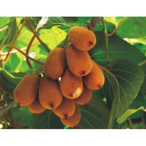 Kiwi Actinidia deliciosa Jenny SELBSTFRUCHTBAR C6