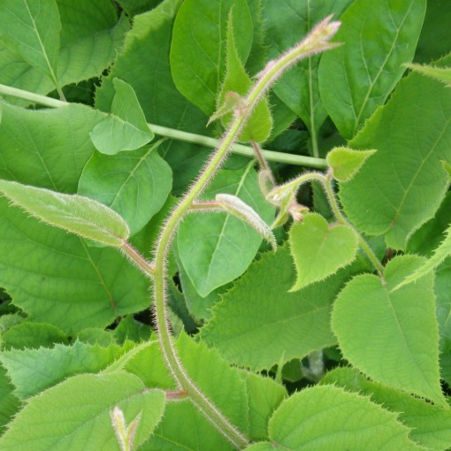 Kiwi Actinidia deliciosa Jenny SELBSTFRUCHTBAR C6