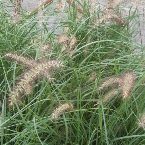 Japanisches Lampenputzergras LADY U P9/C1