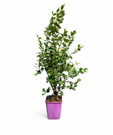 Bodendecker-Cotoneaster 6L Topf