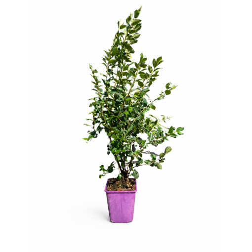 Bodendecker-Cotoneaster 6L Topf
