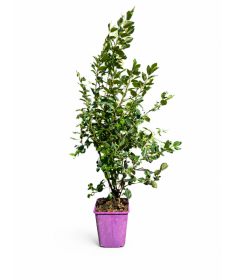 Bodendecker-Cotoneaster 6L Topf