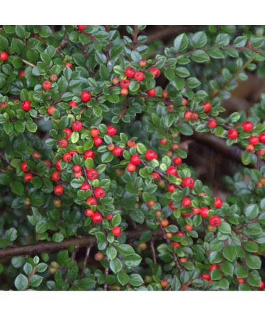 Bodendecker-Cotoneaster 6L Topf