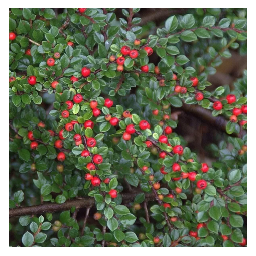 Bodendecker-Cotoneaster 6L Topf