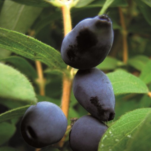 Kamtschatka-Beere ‘Black' C6