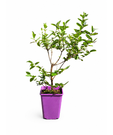 Honeyberry ‘Wojtek' 6L