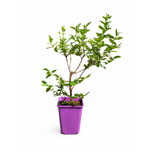 Honeyberry ‘Wojtek' 6L