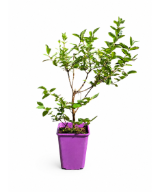 Honeyberry ‘Wojtek' 6L