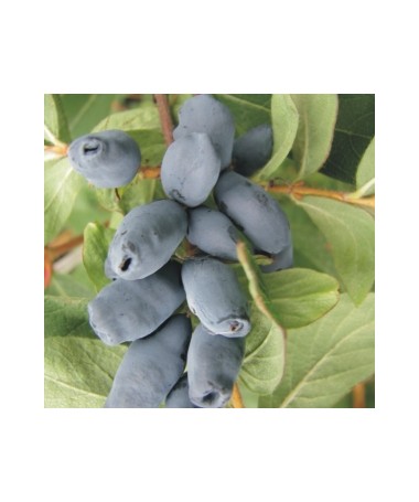 Honeyberry ‘Wojtek' 6L