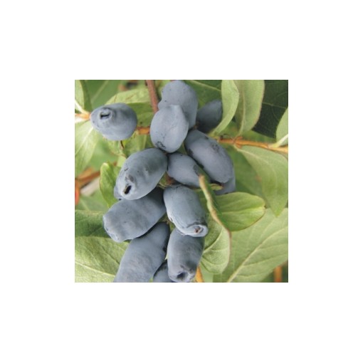 Honeyberry ‘Wojtek' 6L