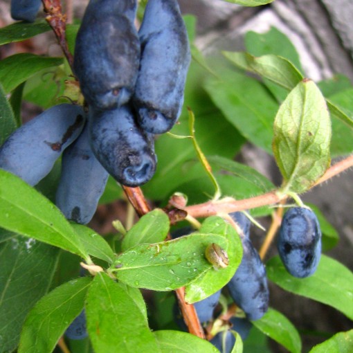 Honeyberry ‘Wojtek' 6L