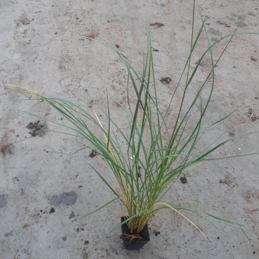 Japanisches Lampenputzergras LADY U P9/C1