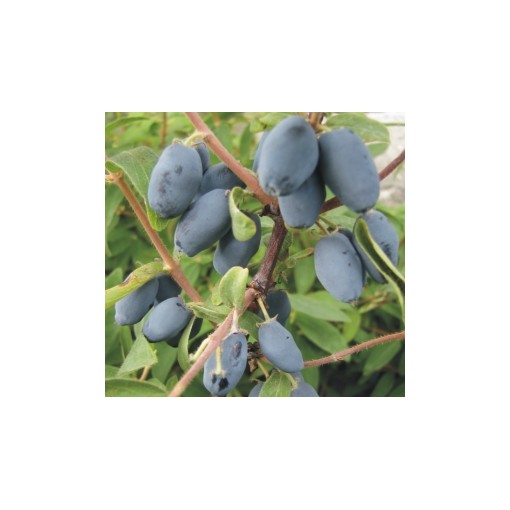 Honeyberry ‘Wojtek' 6L