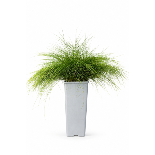 Schwingel 'Walberla' C2