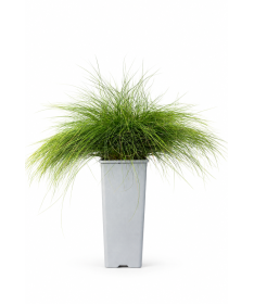 Schwingel 'Walberla' C2