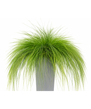 Schwingel 'Walberla' C2