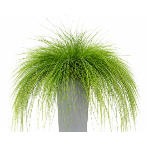 Schwingel 'Walberla' C2