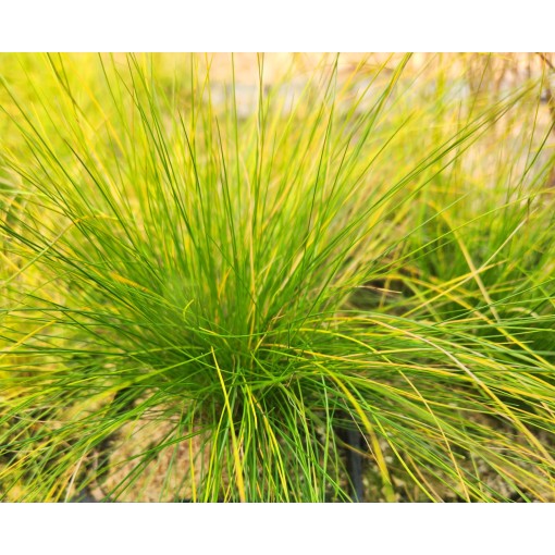 Schwingel 'Walberla' C2