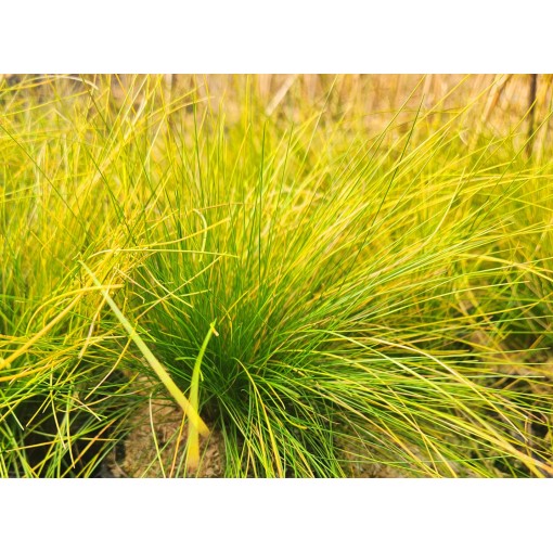 Schwingel 'Walberla' C2