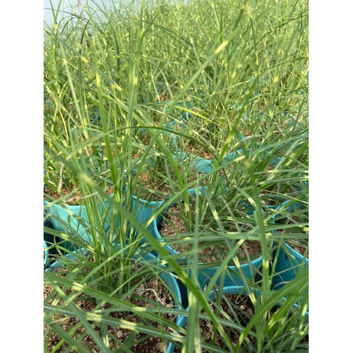Chinaschilf Strictus Dwarf C4