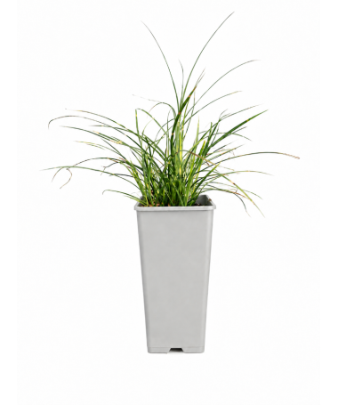 Chinaschilf Strictus Dwarf C2