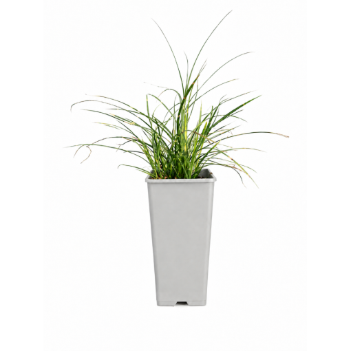 Chinaschilf Strictus Dwarf C2