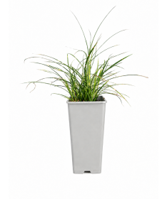 Chinaschilf Strictus Dwarf C2