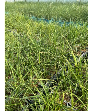 Chinaschilf Strictus Dwarf C2