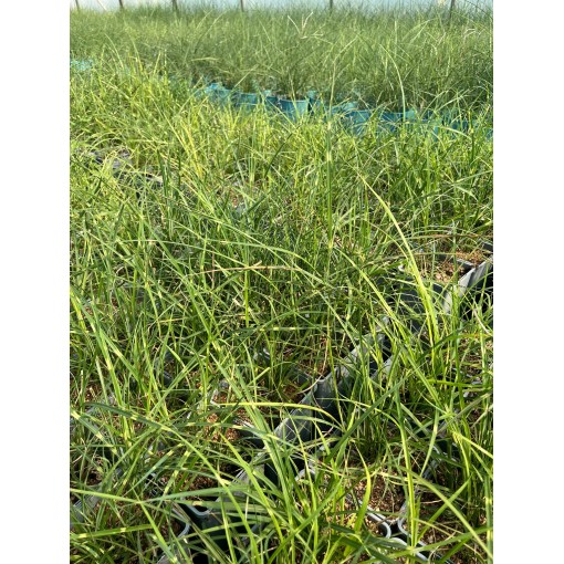 Chinaschilf Strictus Dwarf C2