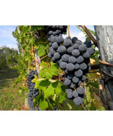 Duftende Weinrebe Ania C2