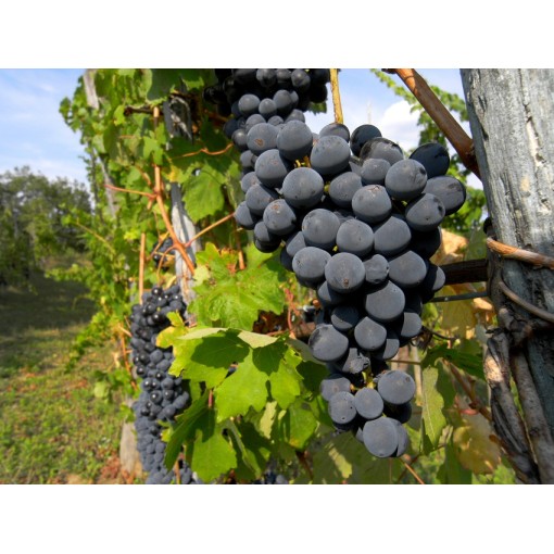 Duftende Weinrebe Ania C2