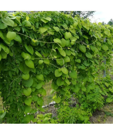 Großblättrige Pfeifenpflanze P9/C1