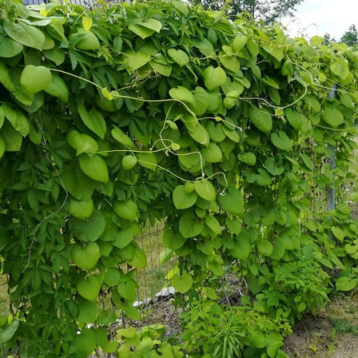 Großblättrige Pfeifenpflanze P9/C1