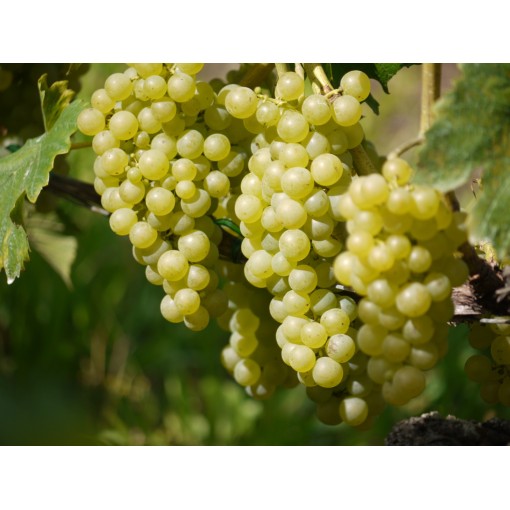Duftende Weinrebe Tomek C2