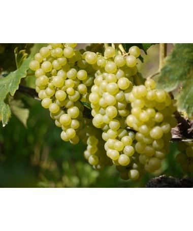 Duftende Weinrebe Tomek P9/C1