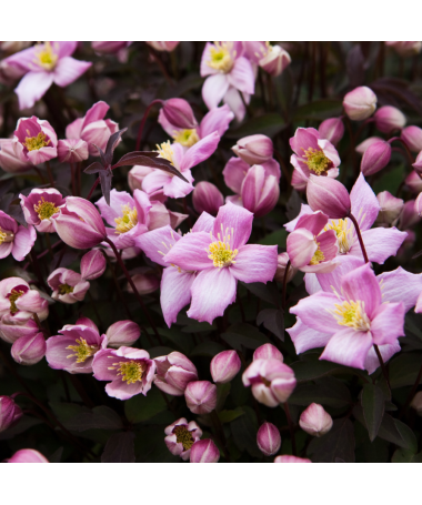 Clematis Montana Fragrant Spring Mayleen (Berg) C2