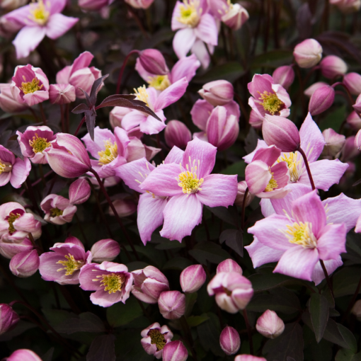 Clematis Montana Fragrant Spring Mayleen (Berg) C2