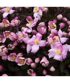 Clematis Montana Fragrant Spring Mayleen (Berg) C2