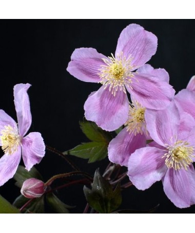 Clematis Montana Fragrant Spring Mayleen (Berg) C2